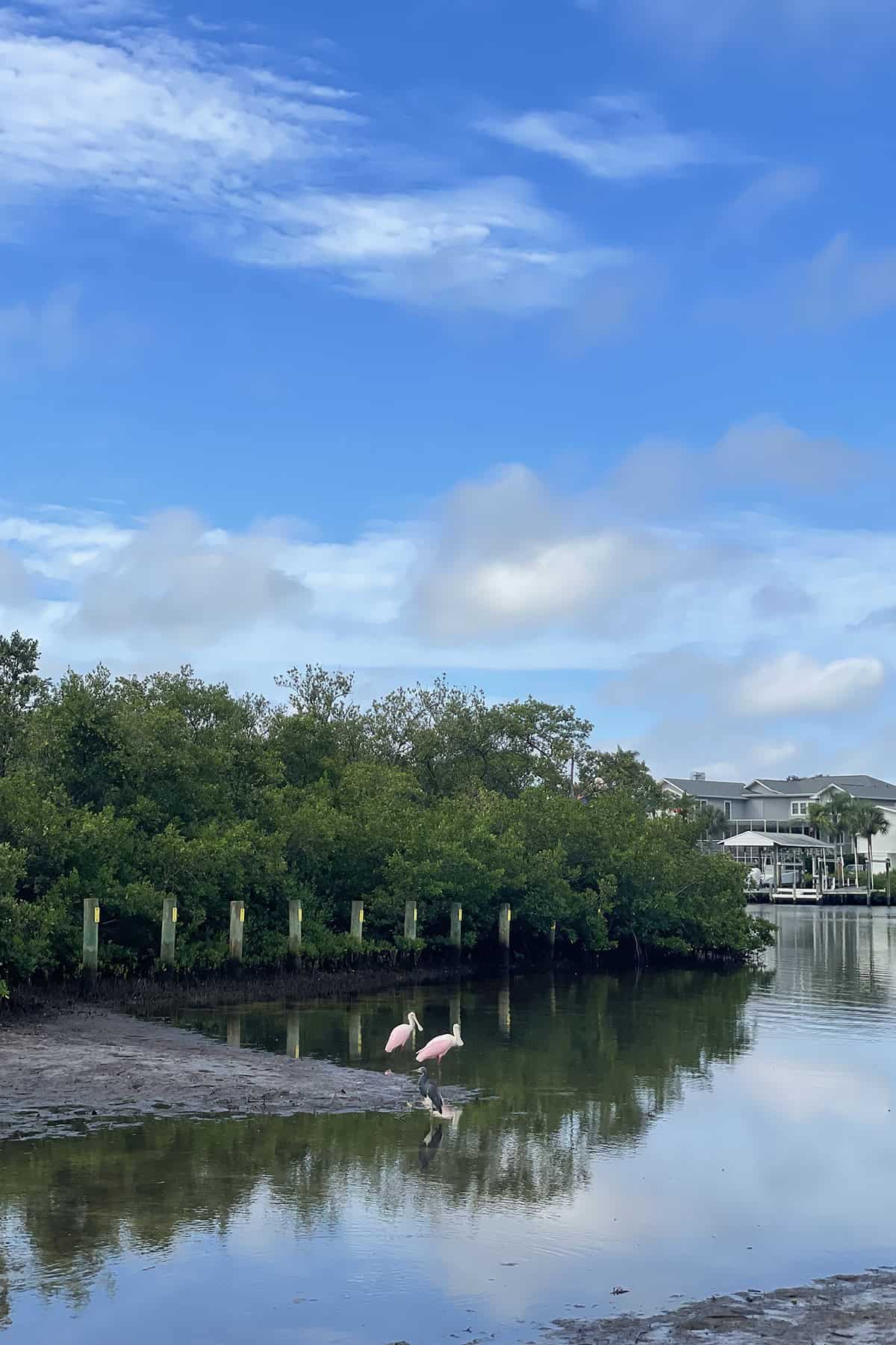 photo from isabels walk of two birds on the lake