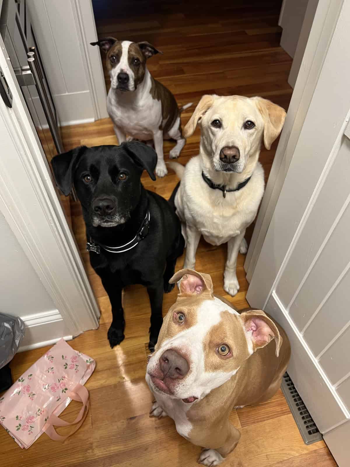 all four dogs begging for treats