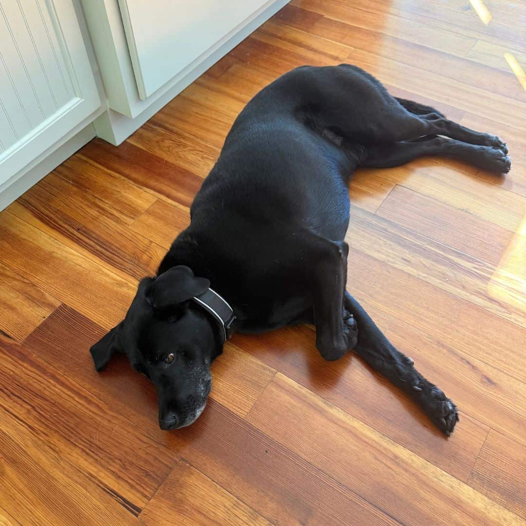 kev laying in the kitchen