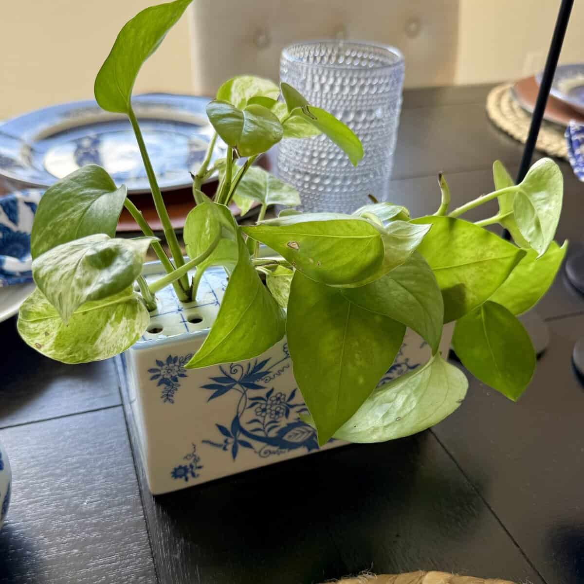 isabels new plant holder